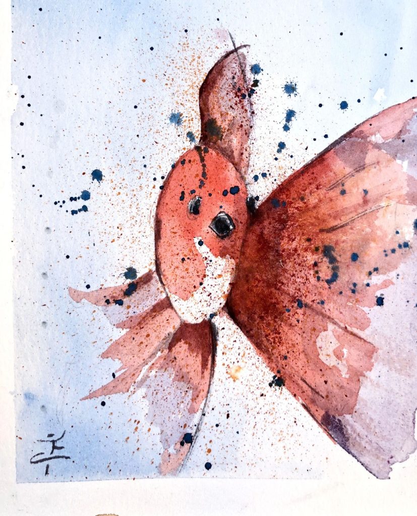 Koi IV